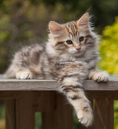Nogan - 10 weeks old