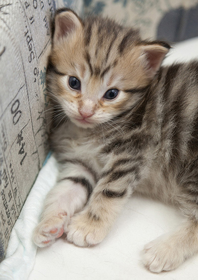 Nogan - 3 weeks old