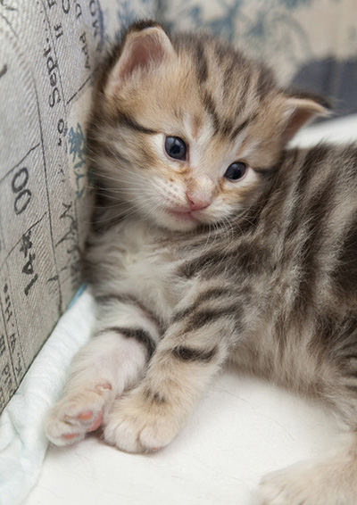 Nogan - 3 weeks old
