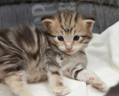Nogan - 3 weeks old