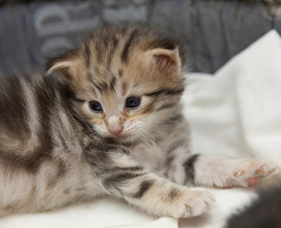 Nogan - 3 weeks old