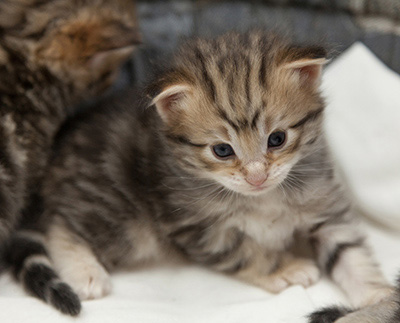 Nogan - 3 weeks old