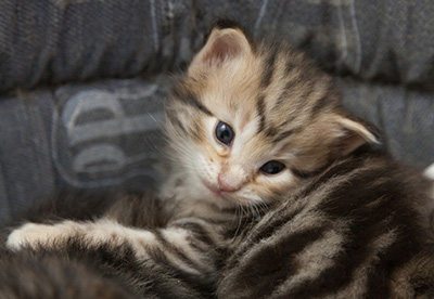 Nogan - 3 weeks old