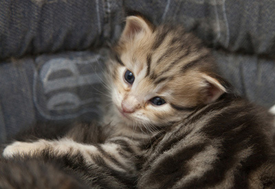Nogan - 3 weeks old