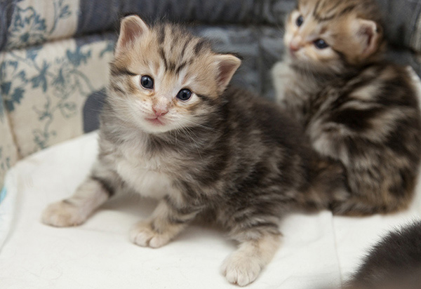 Nogan - 3 weeks old
