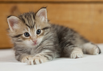 Nogan - 5 weeks old