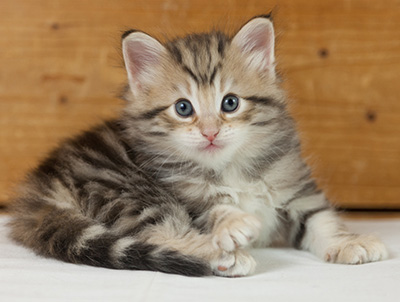 Nogan - 5 weeks old