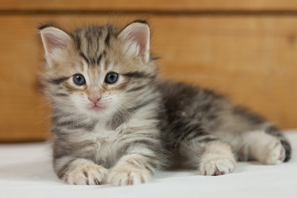 Nogan - 5 weeks old