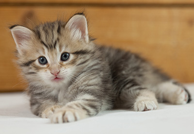 Nogan - 5 weeks old
