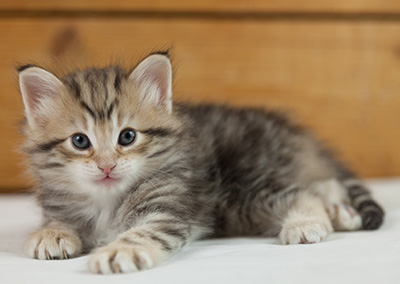Nogan - 5 weeks old