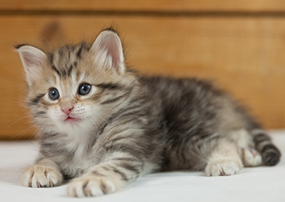 Nogan - 5 weeks old