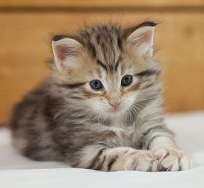 Nogan - 5 weeks old
