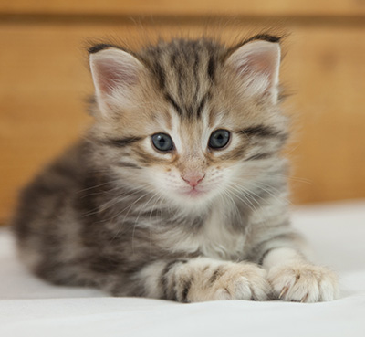 Nogan - 5 weeks old