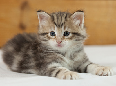 Nogan - 5 weeks old
