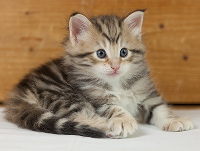Nogan - 5 weeks old