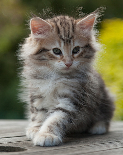 Nogan - 7 weeks old