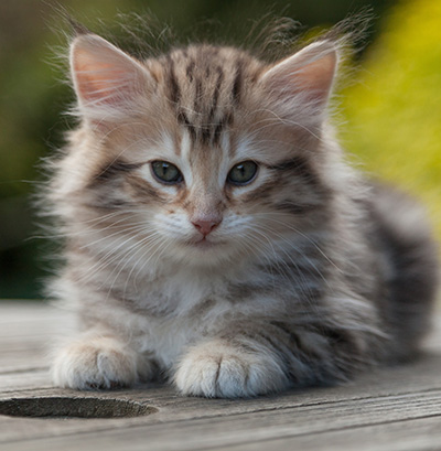 Nogan - 7 weeks old