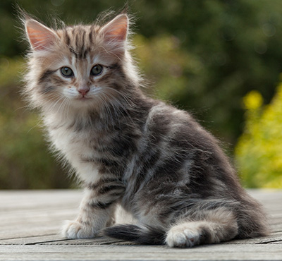 Nogan - 7 weeks old
