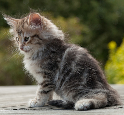 Nogan - 7 weeks old