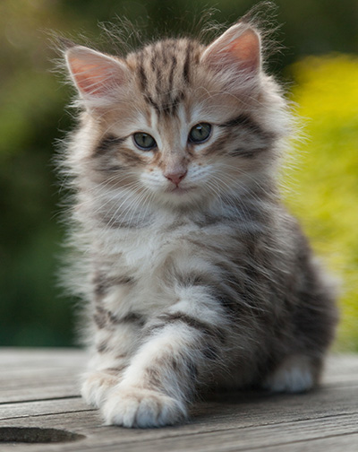 Nogan - 7 weeks old