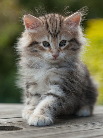 Nogan - 7 weeks old