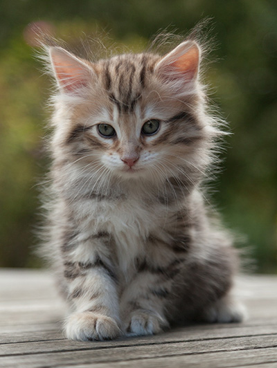 Nogan - 7 weeks old