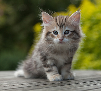 Nogan - 7 weeks old