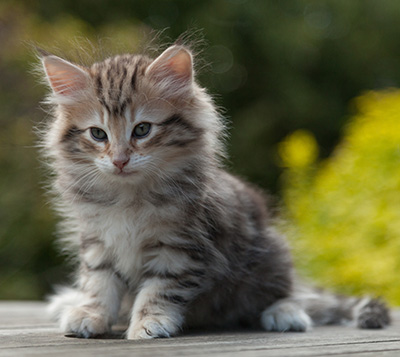 Nogan - 7 weeks old