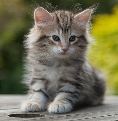 Nogan - 7 weeks old