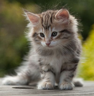 Nogan - 7 weeks old