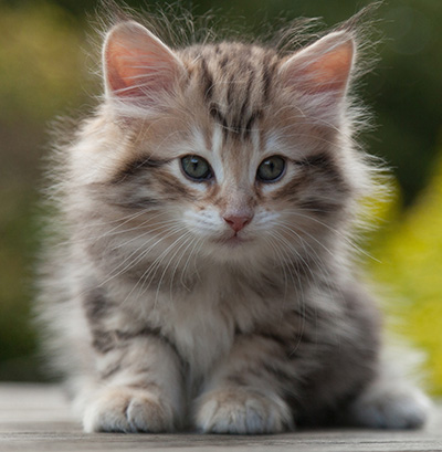 Nogan - 7 weeks old