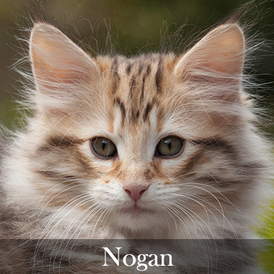 Nogan