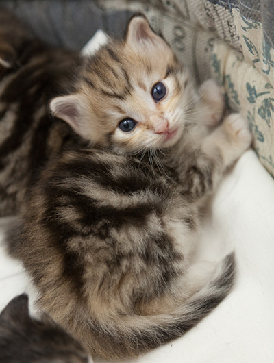 Nolan - 3 weeks old