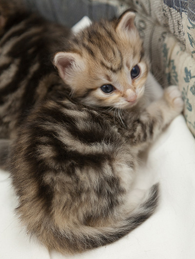 Nolan - 3 weeks old