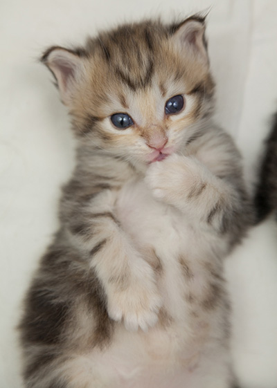 Nolan - 3 weeks old