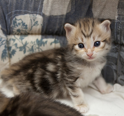 Nolan - 3 weeks old