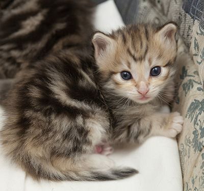 Nolan - 3 weeks old