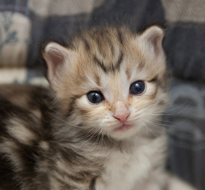 Nolan - 3 weeks old