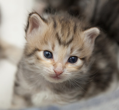 Nolan - 3 weeks old