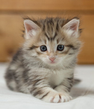 Nolan - 5 weeks old