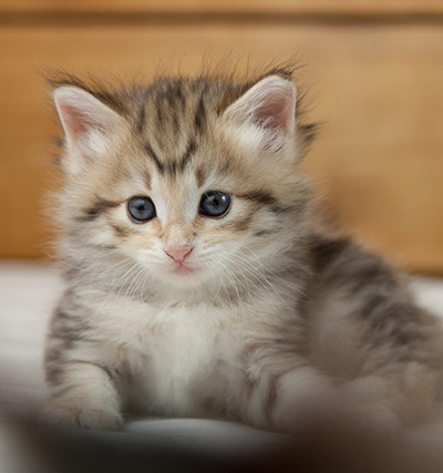 Nolan - 5 weeks old