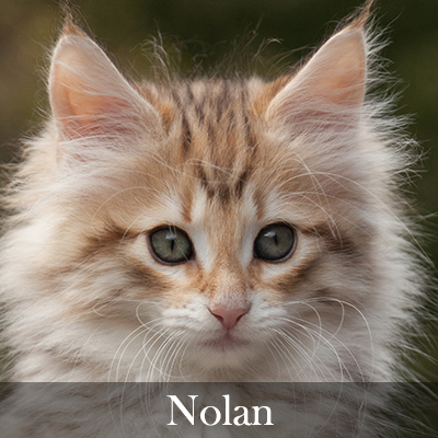 Nolan