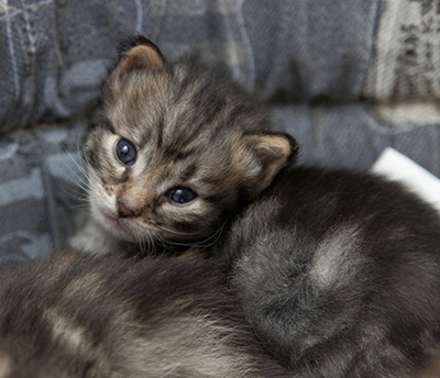 Norah - 3 weeks old