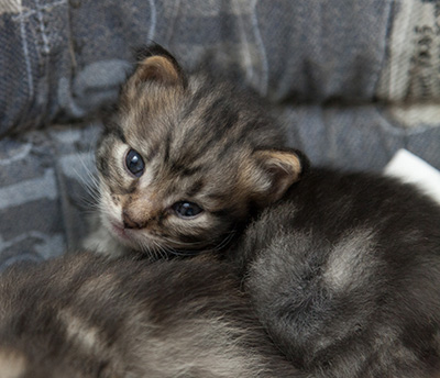 Norah - 3 weeks old