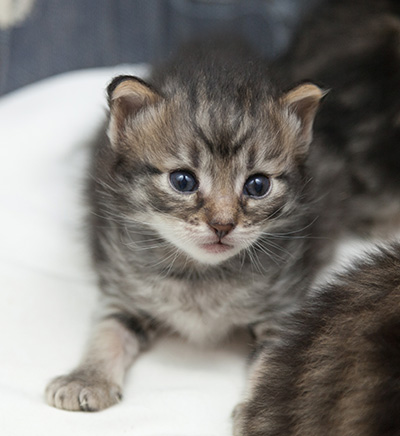 Norah - 3 weeks old