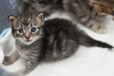 Norah - 3 weeks old