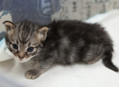 Norah - 3 weeks old