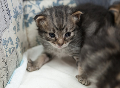 Norah - 3 weeks old