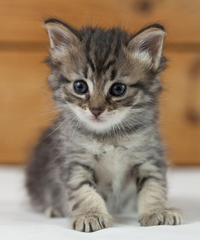 Norah - 5 weeks old