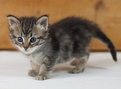 Norah - 5 weeks old